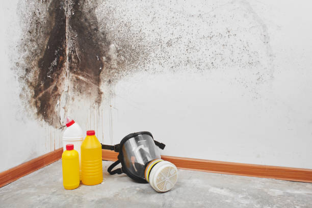 Why You Should Choose Our Mold Remediation Services in Florida Gulf Coast University, FL